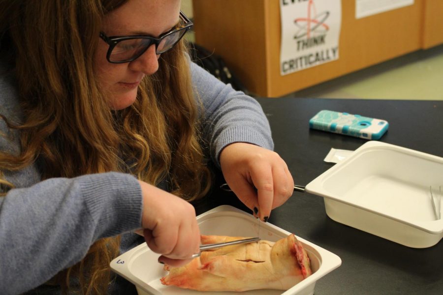Riley Hartwick carefully sutures her pigs foot.